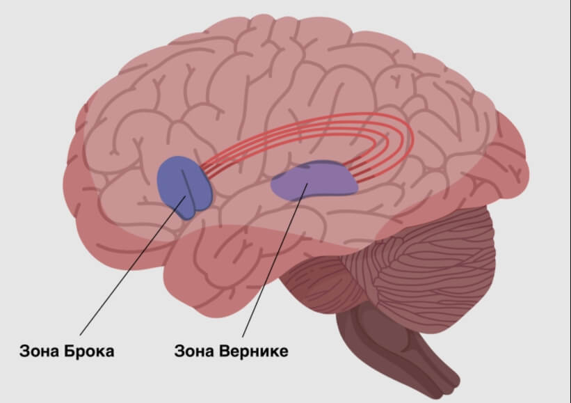 Зоны восприятия мозга. Зона Брока и зона Вернике. Зона Вернике в мозге. Зона Брока и Вернике восприятие. Мозг зоны Брока и Вернике.