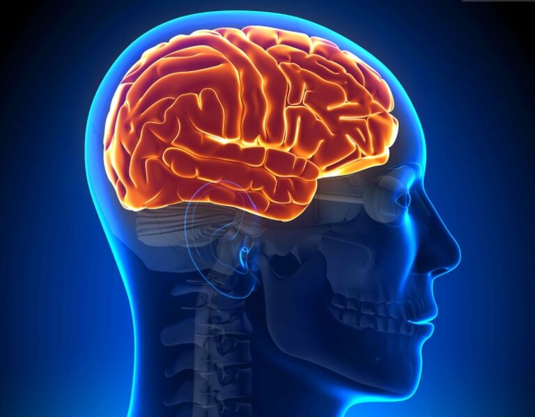 Афазия возникает из-за нарушения работы определенных отделов головного мозга. Фото.