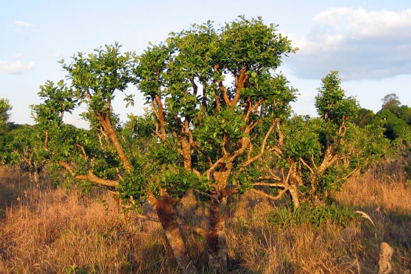 Особенности чая йерба мате. Падуб парагвайский. Фото.
