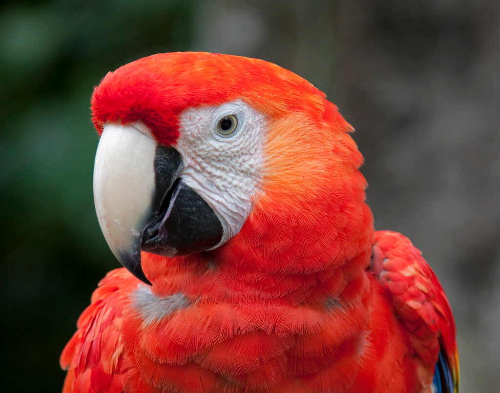 Алый ара — настоящий долгожитель. некоторые особи живут по 80 лет. Фото.