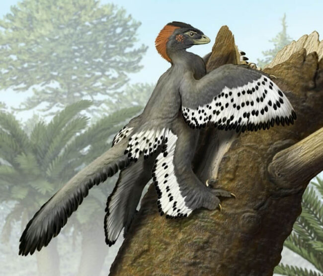 Динозавр Anchiornis имел «корону» на голове, как современные дятлы. Фото.