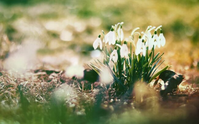 Во многих регионах России сезон клещей начинается в апреле. Фото.