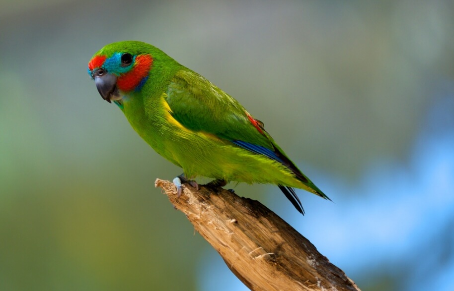 Фиговые попугаи живут в среднем всего 2 года. Фото.