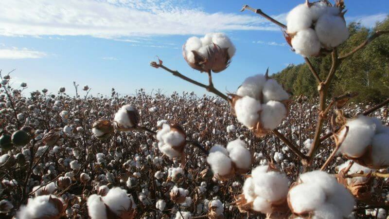 России вряд ли стоит рассчитывать на собственное производство хлопка. Фото.