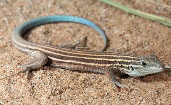 Ящерица хлыстохвост, которая размножается методом партеногенеза. Фото.