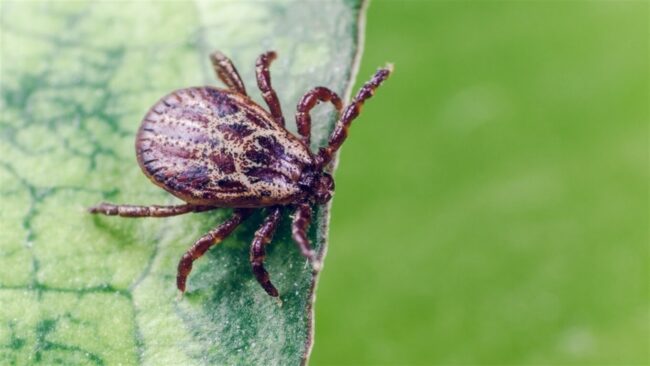 Клещи — паукообразные членистоногие. Фото.