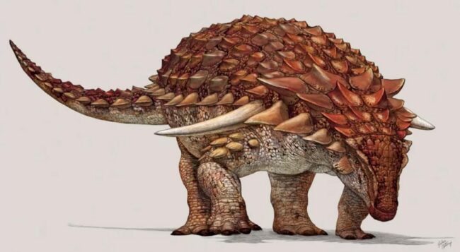 Бронированному динозавру угрожали хищники, несмотря на его устрашающий вид. Фото.