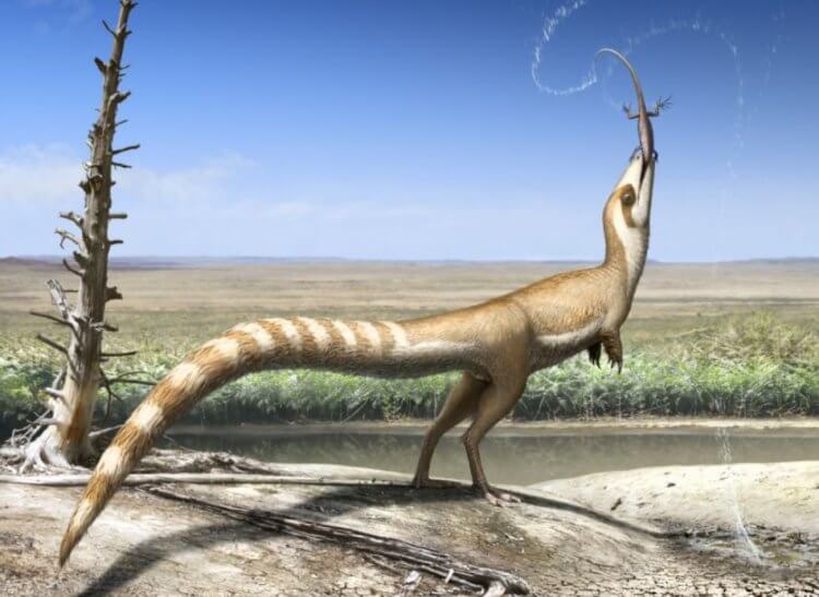Как по окаменелостям узнать цвет ископаемых животных. Синозавроптерикс имел полоску на глазах, как у енотов. Фото.