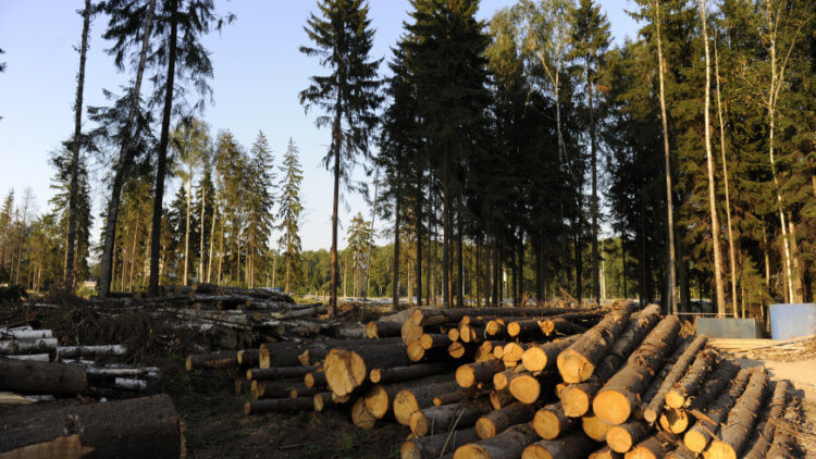 Леса страдают от глобального потепления климата, но есть ли у них будущее?