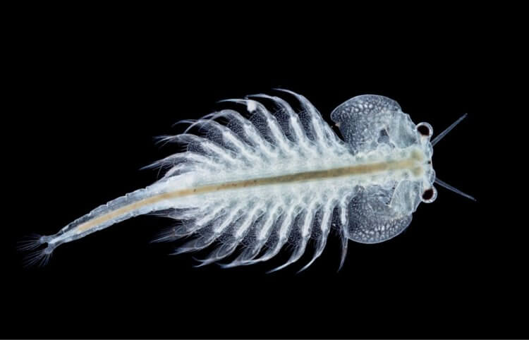 Ученые выяснили как размножалась креветка возрастом 100 миллионов лет
