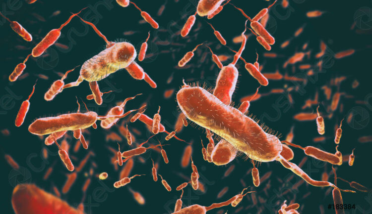 Угроза 2022: что такое холера и насколько она опасна для жизни. Холера под микроскопом. Фото.