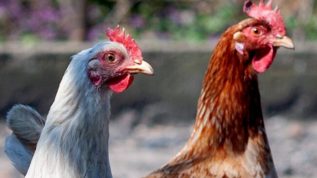 Причины для беспокойства. Домашние птицы, как и перелетные, нередко заболевают гриппом. Причины для беспокойства. Домашние птицы, как и перелетные, нередко заболевают гриппом. Фото.