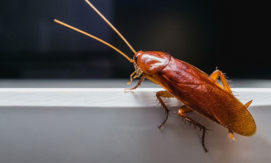 Тараканы выжили благодаря своим маленьким размерам. Фото.
