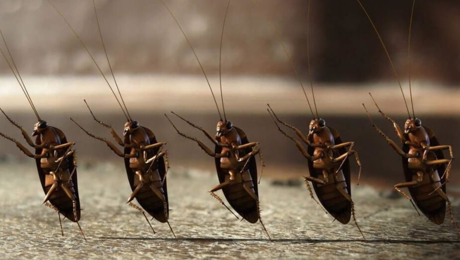Тараканы могут размножаться даже в самых суровых условиях. Фото.