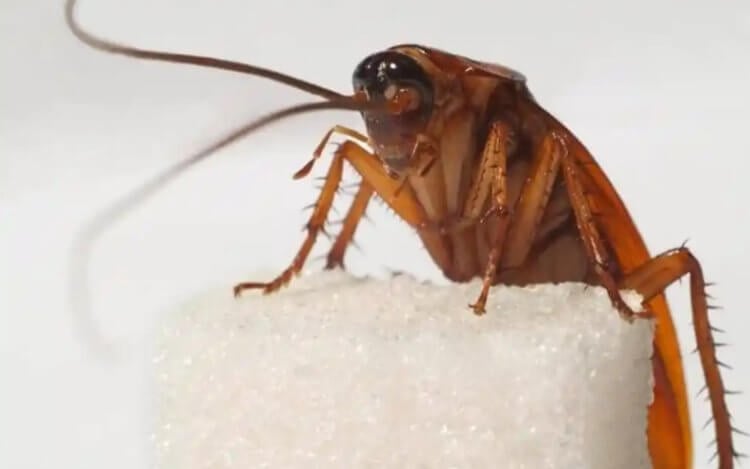 Как тараканы выживают после падений метеоритов и ядерных взрывов?