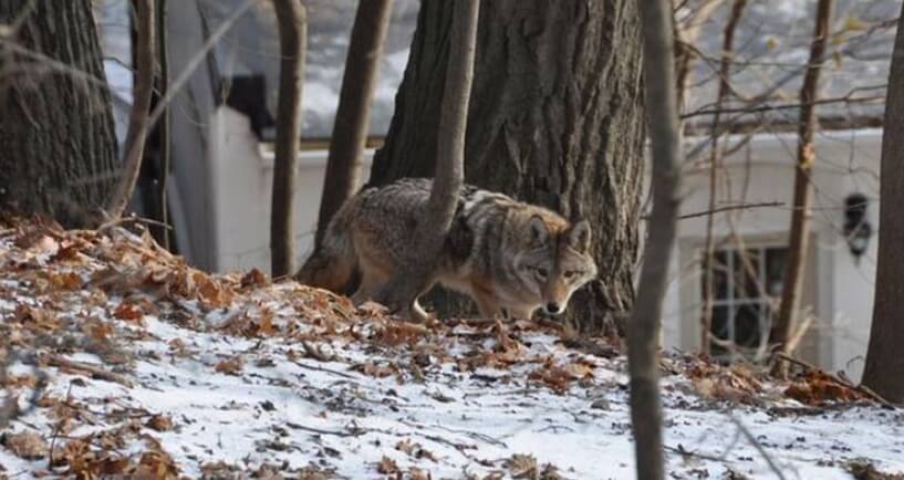 Сообщается, что койволков можно встретить даже в городах. Фото.