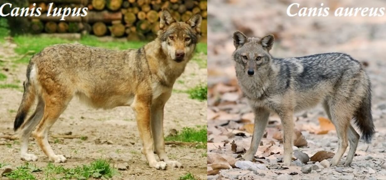 Волки, койоты и шакалы являются близкими родственниками. Фото.