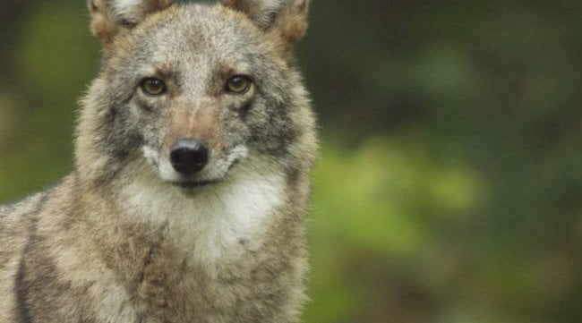 Как появился первый гибрид койота с волком и почему их уже миллион? Фото.