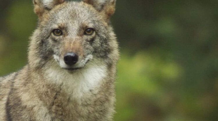 Как появился первый гибрид койота с волком и почему их уже миллион? Койволки являются гибридом койота и волка, благодаря обладают весьма необычными особенностями. Фото.