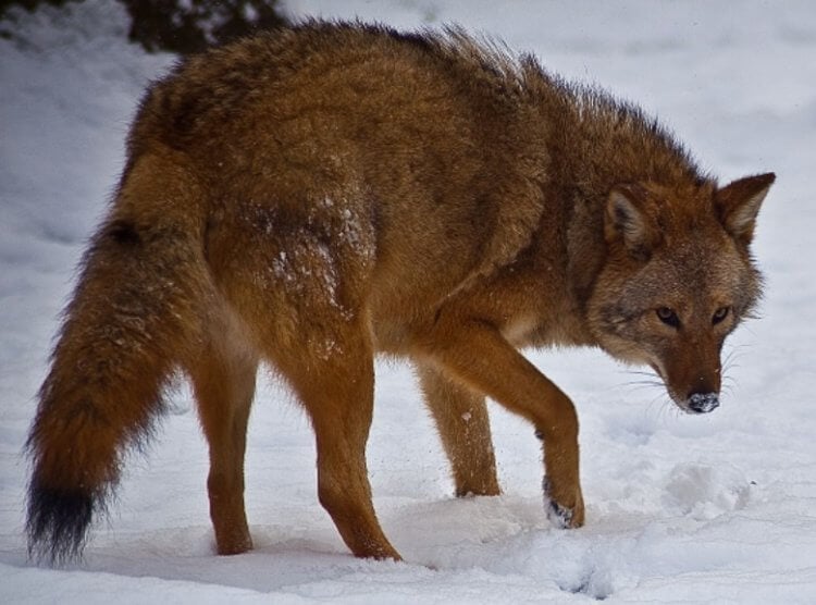 Как появился первый гибрид койота с волком и почему их уже миллион?
