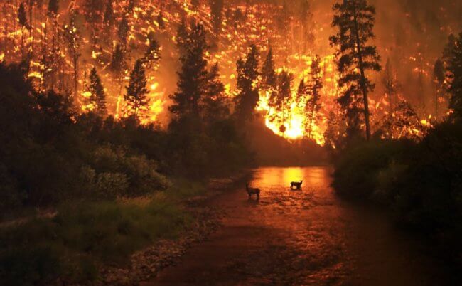 Будут ли в 2022 году серьезные лесные пожары? Фото.