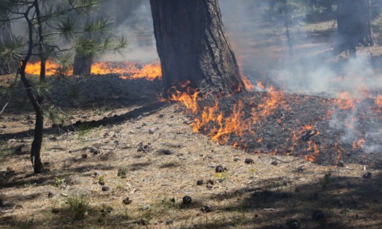 Будут ли в 2022 году серьезные лесные пожары?