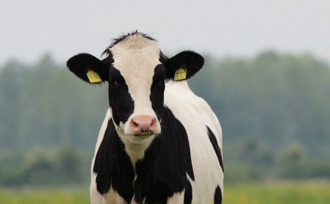 Безопасно ли есть мясо генно-модифицированных животных? Фото.