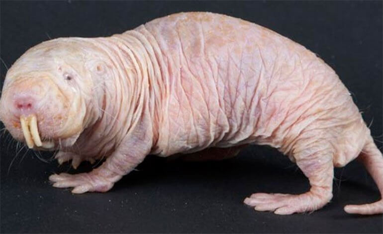 Парадокс Пето — у крупных животных выше риск заболеть раком? Голый землекоп —самый долгоживущий грызун, который не болеет раком. Фото.