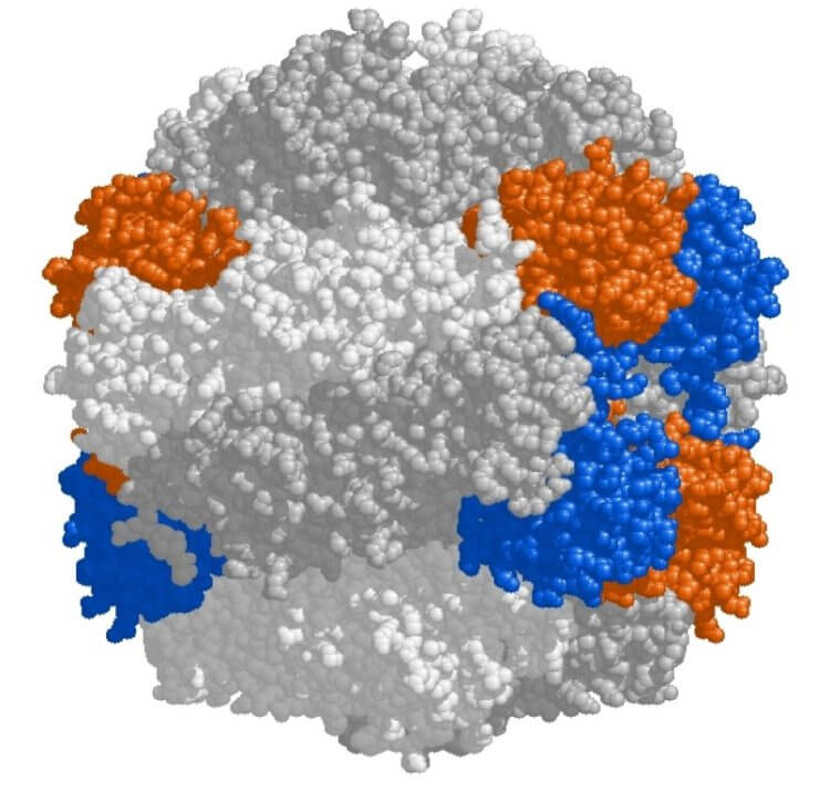 Как генная инженерия спасет людей от голода? Модель молекулы Рубиско. Фото.