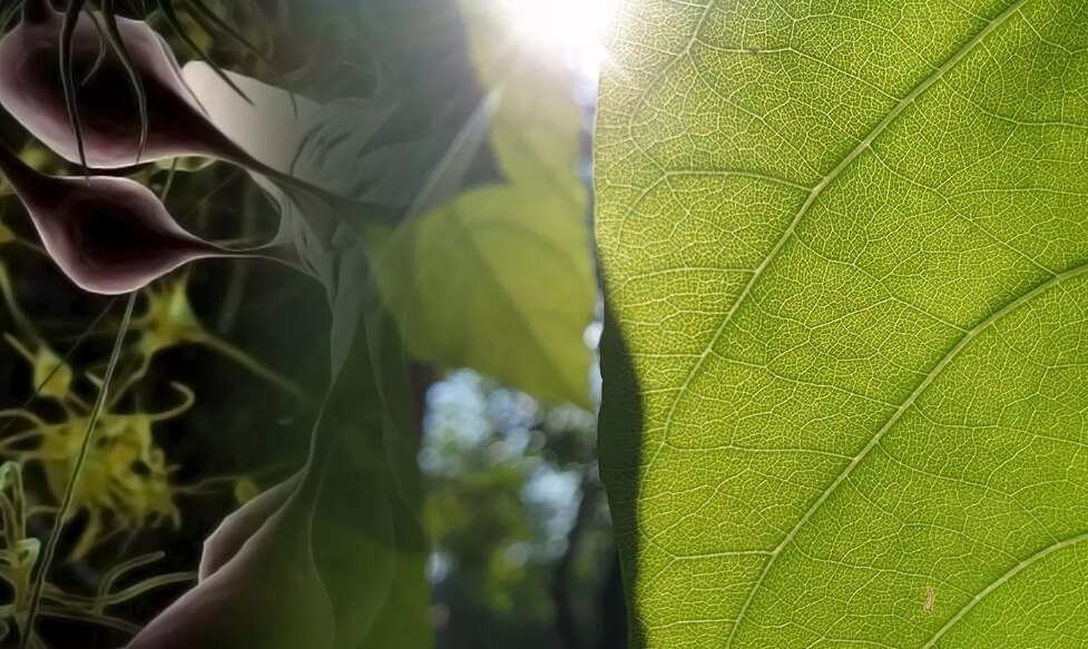 Зачем растениям фермент рубиско? Жизнь растений во многом зависит от фотосинтеза. Фото.
