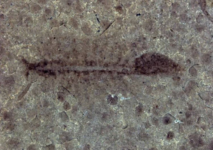 Новый ископаемый вид пресноводных креветок. Окаменелость креветки возрастом 100 миллионов лет. Фото.