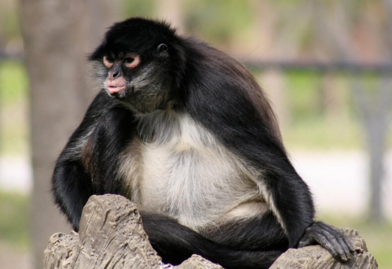 Почему животные любят спирт? Паукообразный примат Ateles geoffroyi. Фото.