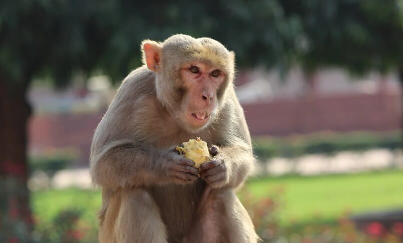 Какие животные любят алкоголь? Тяга к алкоголю может давать приматам преимущество перед другими животными. Фото.