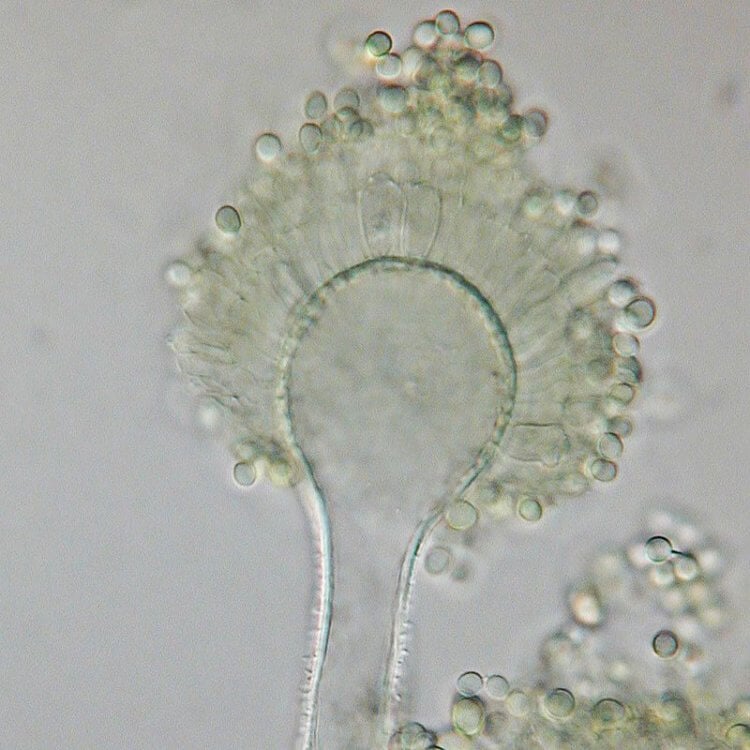 Насколько умны грибы? Грибок Aspergíllus flavus под микроскопом. Фото.