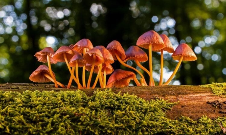 Грибы умеют разговаривать и знают как минимум 50 собственных слов. Английские ученые считают, что грибы умеют между собой разговаривать и знают несколько десятков слов. Фото.