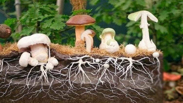 Как грибы связаны между собой? Грибы тесно связаны между собой мицелием. Фото.