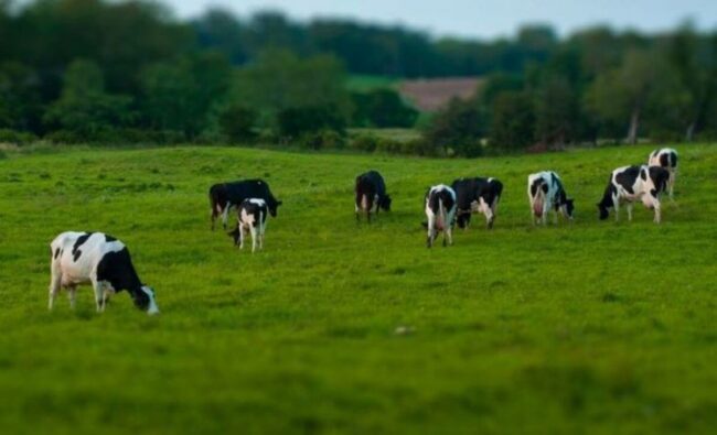 Клещей часто можно встретить на пастбищах. Фото.