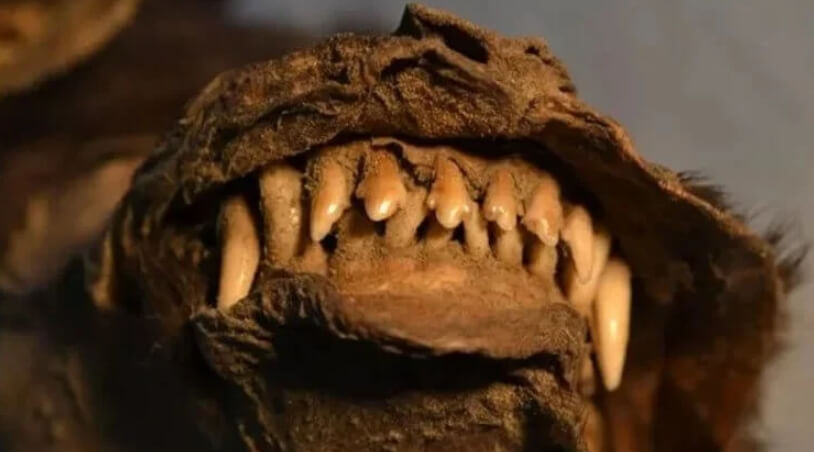 Образ жизни древних собак. Челюсть древней собаки. Фото.