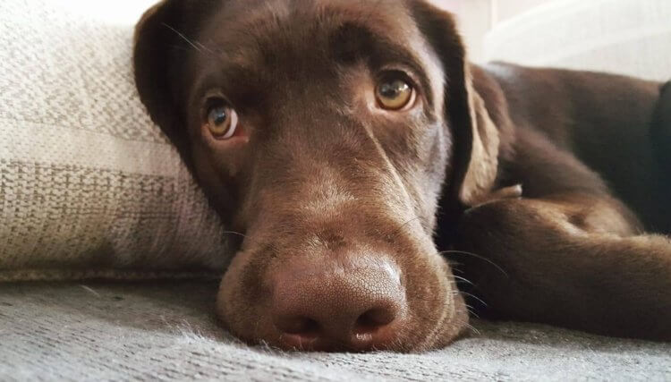 Собаки научились строить «щенячьи глазки» под влиянием людей