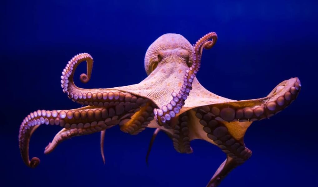 Ученые хотят создать домашних осьминогов. Домашние осьминоги не смогут выжить в диких условиях. Ученые хотят создать домашних осьминогов. Домашние осьминоги не смогут выжить в диких условиях. Фото.