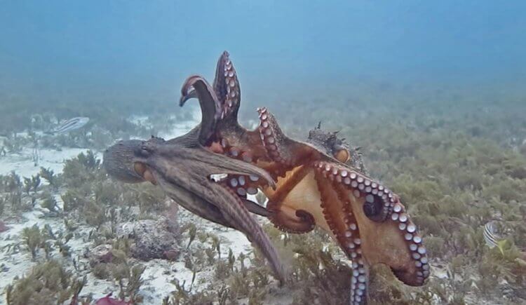 Подводные города с осьминогами. Битва двух осьминогов. Фото.