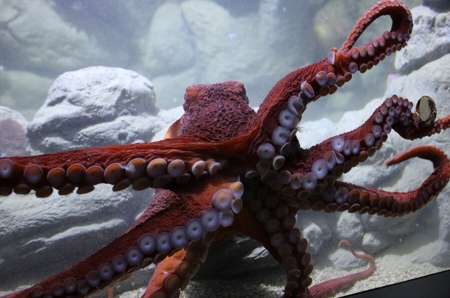 Ферма для выращивания осьминогов. Чтобы содержать осьминогов в неволе, нужны специально оборудованные аквариумы. Ферма для выращивания осьминогов. Чтобы содержать осьминогов в неволе, нужны специально оборудованные аквариумы. Фото.