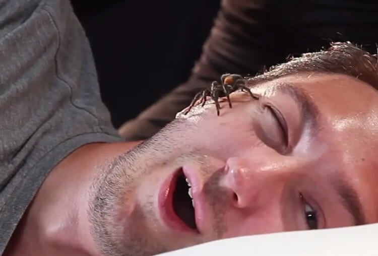 Правда ли, что ежегодно люди съедают во сне до 8 пауков? Боитесь проглотить во сне паука? Успокойтесь, это всего лишь миф. Фото.