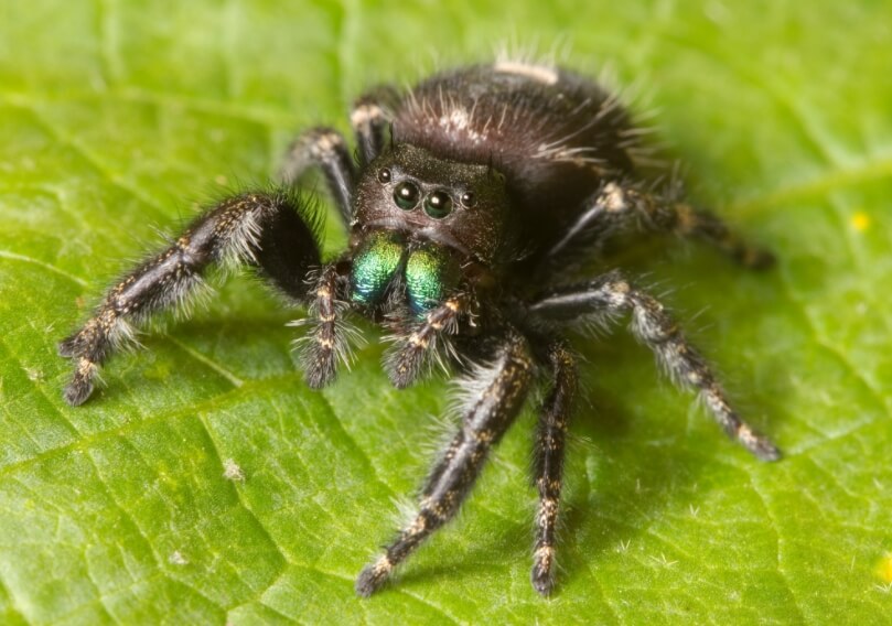 Паук вида Phidippus audax. Фото.