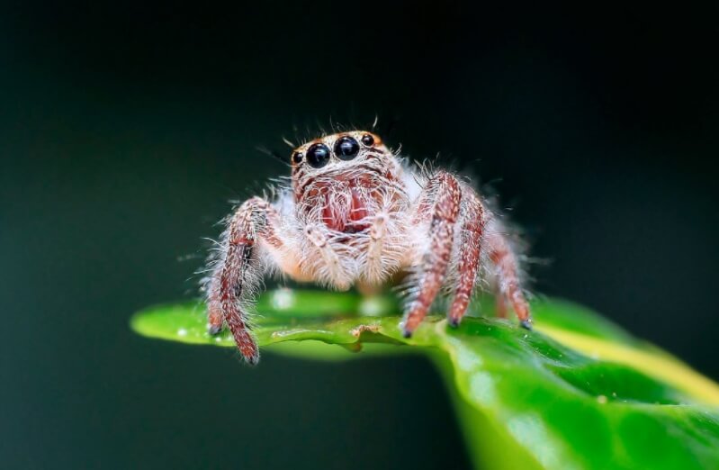У всех пауков имеются волоски на ногах. Фото.