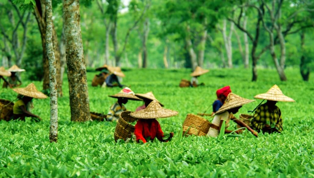 Люди могут уничтожить культурное наследие Индии. Какой народ создал кувшины для погребения людей, ученые не знают. Фото.