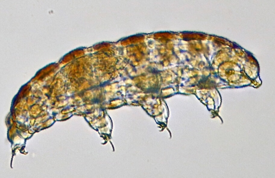 Тихоходка под микроскопом. Фото.