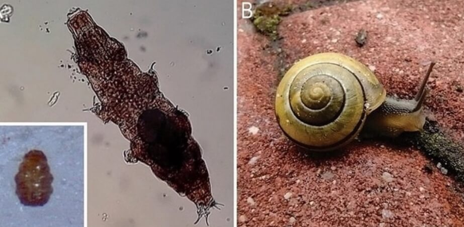Тихоходки могут быстро передвигаться при помощи улиток. Фото.