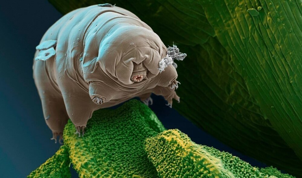 Маленький водяной медведь. Фото.