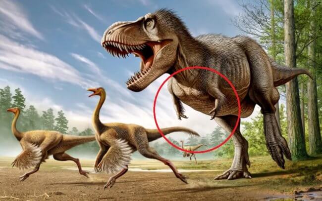 Ученые объяснили, почему у тираннозавров были короткие передние лапы. Фото.